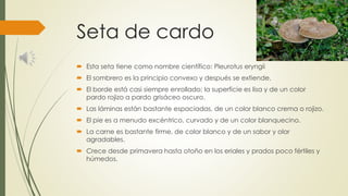 Seta de cardo
 Esta seta tiene como nombre científico: Pleurotus eryngii
 El sombrero es la principio convexo y después se extiende.
 El borde está casi siempre enrollado; la superficie es lisa y de un color
pardo rojizo a pardo grisáceo oscuro.
 Las láminas están bastante espaciadas, de un color blanco crema o rojizo.
 El pie es a menudo excéntrico, curvado y de un color blanquecino.
 La carne es bastante firme, de color blanco y de un sabor y olor
agradables.
 Crece desde primavera hasta otoño en los eriales y prados poco fértiles y
húmedos.
 