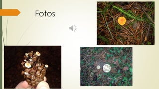 Fotos
 