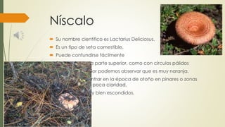 Níscalo
 Su nombre científico es Lactarius Deliciosus.
 Es un tipo de seta comestible.
 Puede confundirse fácilmente
 Es naranja por la parte superior, como con círculos pálidos
 En la parte inferior podemos observar que es muy naranja.
 Se puede encontrar en la época de otoño en pinares o zonas
húmedas y con poca claridad.
 Suelen estar muy bien escondidos.
 