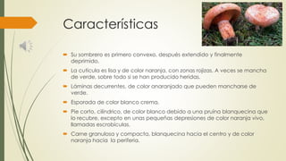 Características
 Su sombrero es primero convexo, después extendido y finalmente
deprimido.
 La cutícula es lisa y de color naranja, con zonas rojizas. A veces se mancha
de verde, sobre todo si se han producido heridas.
 Láminas decurrentes, de color anaranjado que pueden mancharse de
verde.
 Esporada de color blanco crema.
 Pie corto, cilíndrico, de color blanco debido a una pruína blanquecina que
lo recubre, excepto en unas pequeñas depresiones de color naranja vivo,
llamadas escrobículas.
 Carne granulosa y compacta, blanquecina hacia el centro y de color
naranja hacia la periferia.
 