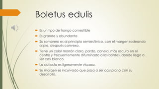 Boletus edulis
 Es un tipo de hongo comestible
 Es grande y abundante
 Su sombrero es al principio semiesférico, con el margen rodeando
al pie, después convexo.
 Tiene un color marrón claro, pardo, canela, más oscuro en el
centro y frecuentemente difuminado a los bordes, donde llega a
ser casi blanco.
 La cutícula es ligeramente viscosa.
 Su margen es incurvado que pasa a ser casi plano con su
desarrollo.
 