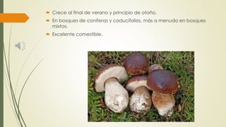  Crece al final de verano y principio de otoño.
 En bosques de coníferas y caducifolios, más a menudo en bosques
mixtos.
 Excelente comestible.
 