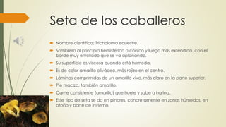 Seta de los caballeros
 Nombre científico: Tricholoma equestre.
 Sombrero al principio hemisférico o cónico y luego más extendido, con el
borde muy enrollado que se va aplanando.
 Su superficie es viscosa cuando está húmeda.
 Es de color amarillo oliváceo, más rojizo en el centro.
 Láminas comprimidas de un amarillo vivo, más claro en la parte superior.
 Pie macizo, también amarillo.
 Carne consistente (amarillo) que huele y sabe a harina.
 Este tipo de seta se da en pinares, concretamente en zonas húmedas, en
otoño y parte de invierno.
 