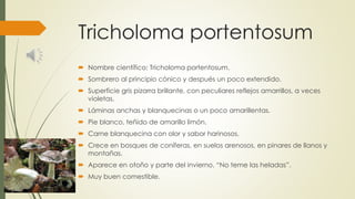 Tricholoma portentosum
 Nombre científico: Tricholoma portentosum.
 Sombrero al principio cónico y después un poco extendido.
 Superficie gris pizarra brillante, con peculiares reflejos amarrillos, a veces
violetas.
 Láminas anchas y blanquecinas o un poco amarillentas.
 Pie blanco, teñido de amarillo limón.
 Carne blanquecina con olor y sabor harinosos.
 Crece en bosques de coníferas, en suelos arenosos, en pinares de llanos y
montañas.
 Aparece en otoño y parte del invierno. “No teme las heladas”.
 Muy buen comestible.
 