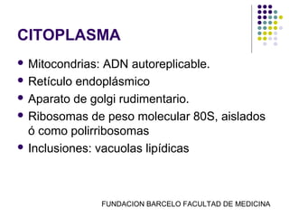 CITOPLASMA
 Mitocondrias: ADN autoreplicable.
 Retículo endoplásmico

 Aparato de golgi rudimentario.

 Ribosomas de peso molecular 80S, aislados
  ó como polirribosomas
 Inclusiones: vacuolas lipídicas




                  FUNDACION BARCELO FACULTAD DE MEDICINA
 