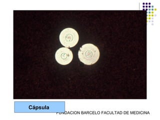 Cápsula
          FUNDACION BARCELO FACULTAD DE MEDICINA
 