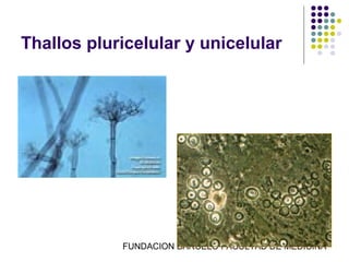 Thallos pluricelular y unicelular




            FUNDACION BARCELO FACULTAD DE MEDICINA
 