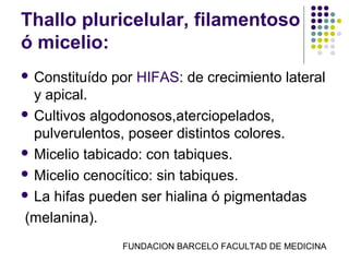 Thallo pluricelular, filamentoso
ó micelio:
 Constituído   por HIFAS: de crecimiento lateral
  y apical.
 Cultivos algodonosos,aterciopelados,
  pulverulentos, poseer distintos colores.
 Micelio tabicado: con tabiques.

 Micelio cenocítico: sin tabiques.

 La hifas pueden ser hialina ó pigmentadas

(melanina).
                 FUNDACION BARCELO FACULTAD DE MEDICINA
 