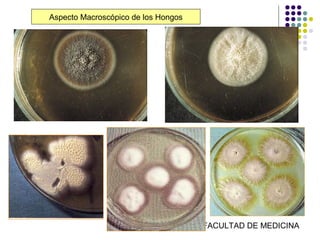 Aspecto Macroscópico de los Hongos




                FUNDACION BARCELO FACULTAD DE MEDICINA
 