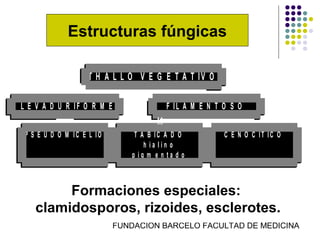 Estructuras fúngicas

                     T H A L L O V E G E T A T IV O

L L E V A D U R IF O R M E                  F IL A M E N T O S O
                                        H
  P S E U D O M IC E L IO        T A B IC A D O            C E N O C ÍT IC O
                                    h ia lin o
                                p ig m e n ta d o



          Formaciones especiales:
     clamidosporos, rizoides, esclerotes.
                             FUNDACION BARCELO FACULTAD DE MEDICINA
 
