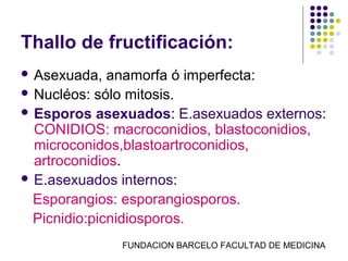 Thallo de fructificación:
 Asexuada,   anamorfa ó imperfecta:
 Nucléos: sólo mitosis.
 Esporos asexuados: E.asexuados externos:
  CONIDIOS: macroconidios, blastoconidios,
  microconidos,blastoartroconidios,
  artroconidios.
 E.asexuados internos:

  Esporangios: esporangiosporos.
  Picnidio:picnidiosporos.
              FUNDACION BARCELO FACULTAD DE MEDICINA
 
