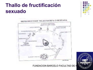 Thallo de fructificación
sexuado




           FUNDACION BARCELO FACULTAD DE MEDICINA
 