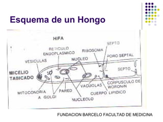 Esquema de un Hongo




         FUNDACION BARCELO FACULTAD DE MEDICINA
 