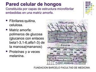 Pared celular de hongos
Constituída por capas de estructura microfibrilar
embedidas en una matriz amorfa.

   Fibrilares:quitina,
    celulosa.
   Matriz amorfa:
    polímeros de glucosa
    (glucanos con enlaces
    beta1-3,1-6,alfa1-3) de
    la manosa(mananos)
   Proteínas y a veces
    melanina.


                    FUNDACION BARCELO FACULTAD DE MEDICINA
 