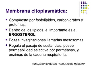 Membrana citoplasmática:
 Compuesta   por fosfolípidos, carbohidratos y
  proteínas.
 Dentro de los lípidos, el importante es el
  ERGOSTEROL.
 Posee invaginaciones llamadas mesosomas.

 Regula el pasaje de sustancias, posee
  permeabilidad selectiva por permeasas, y
  enzimas de la cadena respiratoria.

               FUNDACION BARCELO FACULTAD DE MEDICINA
 