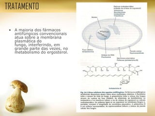 • A maioria dos fármacos
antifúngicos convencionais
atua sobre a membrana
plasmática do
fungo, interferindo, em
grande parte das vezes, no
metabolismo do ergosterol.
TRATAMENTO
 