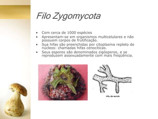 Filo Zygomycota
• Com cerca de 1000 espécies
• Apresentam-se em organismos multicelulares e não
possuem corpos de frutificação.
• Sua hifas são preenchidas por citoplasma repleto de
núcleos: chamadas hifas cenocíticas.
• Seus esporos são denominados zigósporos, e se
reproduzem assexuadamente com mais freqüência.
 