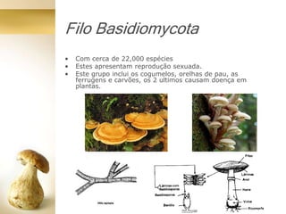 Filo Basidiomycota
• Com cerca de 22,000 espécies
• Estes apresentam reprodução sexuada.
• Este grupo inclui os cogumelos, orelhas de pau, as
ferrugens e carvões, os 2 ultimos causam doença em
plantas.
 
