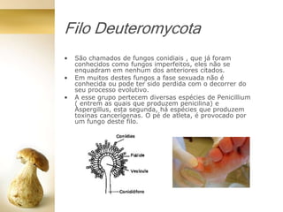 Filo Deuteromycota
• São chamados de fungos conidiais , que já foram
conhecidos como fungos imperfeitos, eles não se
enquadram em nenhum dos anteriores citados.
• Em muitos destes fungos a fase sexuada não é
conhecida ou pode ter sido perdida com o decorrer do
seu processo evolutivo.
• A esse grupo pertecem diversas espécies de Penicillium
( entrem as quais que produzem penicilina) e
Aspergillus, esta segunda, há espécies que produzem
toxinas cancerígenas. O pé de atleta, é provocado por
um fungo deste filo.
 