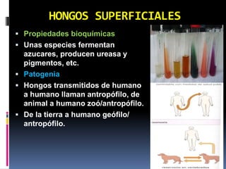 HONGOS SUPERFICIALES
 Propiedades bioquímicas
 Unas especies fermentan
azucares, producen ureasa y
pigmentos, etc.
 Patogenia
 Hongos transmitidos de humano
a humano llaman antropófilo, de
animal a humano zoó/antropófilo.
 De la tierra a humano geófilo/
antropófilo.
 