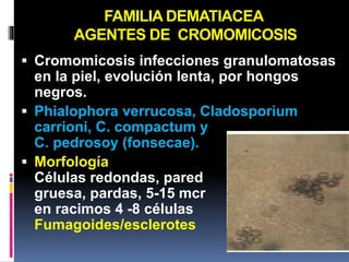FAMILIA DEMATIACEA
AGENTES DE CROMOMICOSIS
 Cromomicosis infecciones granulomatosas
en la piel, evolución lenta, por hongos
negros.
 Phialophora verrucosa, Cladosporium
carrioni, C. compactum y
C. pedrosoy (fonsecae).
 Morfología
Células redondas, pared
gruesa, pardas, 5-15 mcr
en racimos 4 -8 células
Fumagoides/esclerotes
 