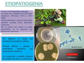 •Agente causal Sporothrix schenckii 
•La pared esta compuesta por fracciones 
antigénicas. (Proteínas 14.2% y 86% 
CBH). 
•Se han informado 3 casos por Sporothrix 
schenckii variedad luriei, Sporothrix 
cyanescens. 
•No se conoce con certeza su estado 
teleomórfico, se lo relaciona con 
Ophiostoma stenoceras. 
•Se adquiere el hongo por 
inoculación traumática cutánea. 
•Pueden deberse a plantas, a 
mordeduras, picaduras, con 
instrumentos metálicos. 
•La exposición a grandes números 
de conidios favorece a la infección. 
 