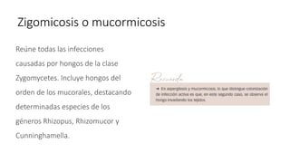 Zigomicosis o mucormicosis
Reúne todas las infecciones
causadas por hongos de la clase
Zygomycetes. Incluye hongos del
orden de los mucorales, destacando
determinadas especies de los
géneros Rhizopus, Rhizomucor y
Cunninghamella.
 