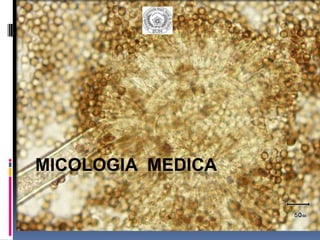 MICOLOGIA MEDICA (shared using http://VisualBee.com). | PPT
