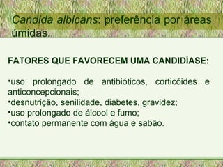 Candida albicans : preferência por áreas úmidas. FATORES QUE FAVORECEM UMA CANDIDÍASE: uso prolongado de antibióticos, corticóides e anticoncepcionais; desnutrição, senilidade, diabetes, gravidez; uso prolongado de álcool e fumo; contato permanente com água e sabão. 