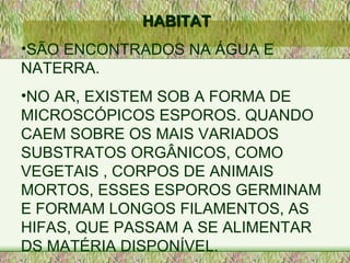 HABITAT SÃO ENCONTRADOS NA ÁGUA E NATERRA. NO AR, EXISTEM SOB A FORMA DE MICROSCÓPICOS ESPOROS. QUANDO CAEM SOBRE OS MAIS VARIADOS SUBSTRATOS ORGÂNICOS, COMO VEGETAIS , CORPOS DE ANIMAIS MORTOS, ESSES ESPOROS GERMINAM E FORMAM LONGOS FILAMENTOS, AS HIFAS, QUE PASSAM A SE ALIMENTAR DS MATÉRIA DISPONÍVEL. 