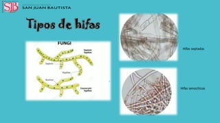 Micologia 2 pdf