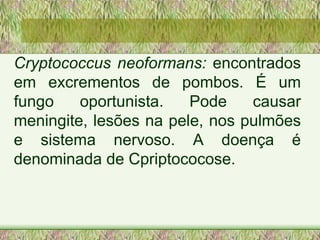 Cryptococcus neoformans:  encontrados em excrementos de pombos. É um fungo oportunista. Pode causar meningite, lesões na pele, nos pulmões e sistema nervoso. A doença é denominada de Cpriptococose.   
