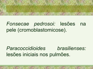 Fonsecae pedrosoi:  lesões na pele (cromoblastomicose).  Paracoccidioides brasilienses:  lesões iniciais nos pulmões. 