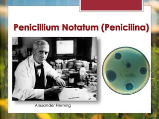 Alexander Fleming 
 