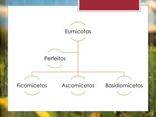 Eumicotas 
Perfeitos 
Ficomicetos Ascomicetos Basidiomicetos 
 