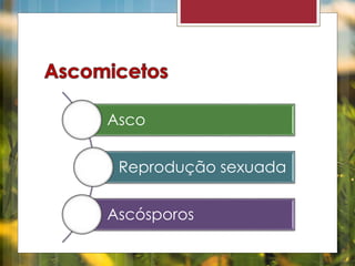 Asco 
Reprodução sexuada 
Ascósporos 
 