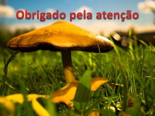 Micologia e Reino Fungi