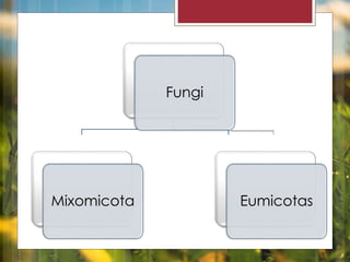 Fungi 
Mixomicota Eumicotas 
 