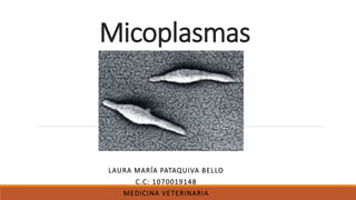 Micoplasmas
LAURA MARÍA PATAQUIVA BELLO
C.C: 1070019148
MEDICINA VETERINARIA
 