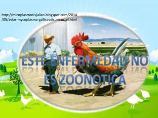 http://micoplasmosisjulian.blogspot.com/2014
/05/aviar-mycoplasma-gallisepticum-es-el.html