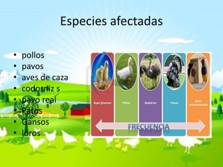 Especies afectadas
• pollos
• pavos
• aves de caza
• codorniz s
• pavo real
• Patos
• Gansos
• loros