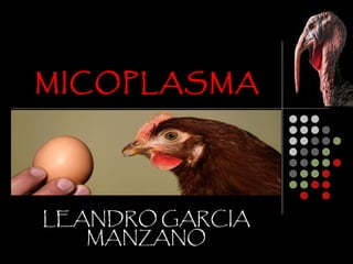 MICOPLASMA




LEANDRO GARCIA
   MANZANO
 