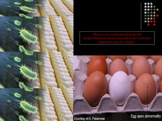 El huevo se contamina después del desprendimiento de la yema del ovario en la fase migratoria por el oviducto.  