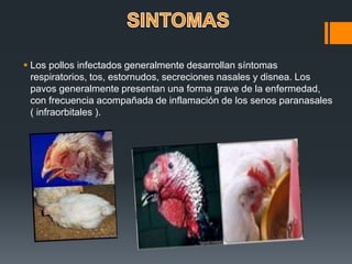  Los pollos infectados generalmente desarrollan síntomas 
respiratorios, tos, estornudos, secreciones nasales y disnea. Los 
pavos generalmente presentan una forma grave de la enfermedad, 
con frecuencia acompañada de inflamación de los senos paranasales 
( infraorbitales ). 
 