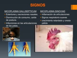 MICOPLASMA GALLISEPTICUM: 
 Estertores y secreciones nasales. 
 Disminución de consumo, caída 
de postura. 
 Infecciones en las articulaciones 
de las patas. 
MICOPLASMA SINOVIAE: 
 Inflamación de articulaciones 
 Signos respiratorio suaves 
 crecimiento retardado y cresta 
pálida 
 