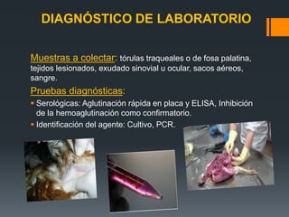 DIAGNÓSTICO DE LABORATORIO 
Muestras a colectar: tórulas traqueales o de fosa palatina, 
tejidos lesionados, exudado sinovial u ocular, sacos aéreos, 
sangre. 
Pruebas diagnósticas: 
 Serológicas: Aglutinación rápida en placa y ELISA, Inhibición 
de la hemoaglutinación como confirmatorio. 
 Identificación del agente: Cultivo, PCR. 
 
