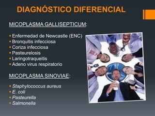 DIAGNÓSTICO DIFERENCIAL 
MICOPLASMA GALLISEPTICUM: 
 Enfermedad de Newcastle (ENC) 
 Bronquitis infecciosa 
 Coriza infecciosa 
 Pasteurelosis 
 Laringotraqueitis 
 Adeno virus respiratorio 
MICOPLASMA SINOVIAE: 
 Staphylococcus aureus 
 E. coli 
 Pasteurella 
 Salmonella 
 