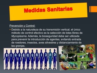 Prevención y Control: 
 Debido a la naturaleza de su transmisión vertical, el único 
método de control efectivo es la selección de lotes libres de 
Mycoplasma. Además, la bioseguridad debe ser utilizada 
para prevenir la introducción de agentes, evitando entrada 
de roedores, insectos, aves silvestres y distanciamiento de 
las granjas. 
 