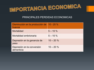 PRINCIPALES PERDIDAS ECONOMICAS 
Disminución en la producción de 
huevos 
10 - 25 % 
Mortalidad 5 – 10 % 
Mortalidad embrionaria 5 – 10 % 
Depresión en la ganancia de 
peso 
10 – 20 % 
Depresión en la conversión 
alimenticia 
10 – 20 % 
 