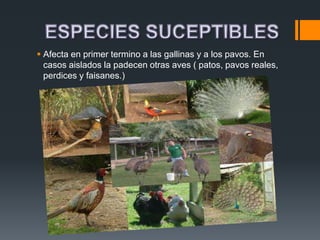  Afecta en primer termino a las gallinas y a los pavos. En 
casos aislados la padecen otras aves ( patos, pavos reales, 
perdices y faisanes.) 
 